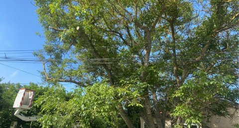 Elagage d'un arbre pour dégager les fils électriques à Pertuis