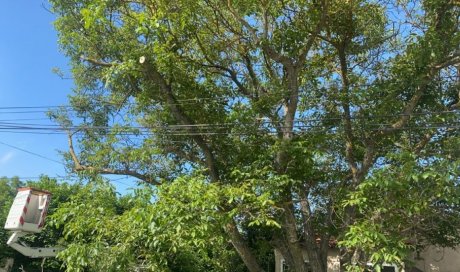 Elagage d'un arbre pour dégager les fils électriques à Pertuis